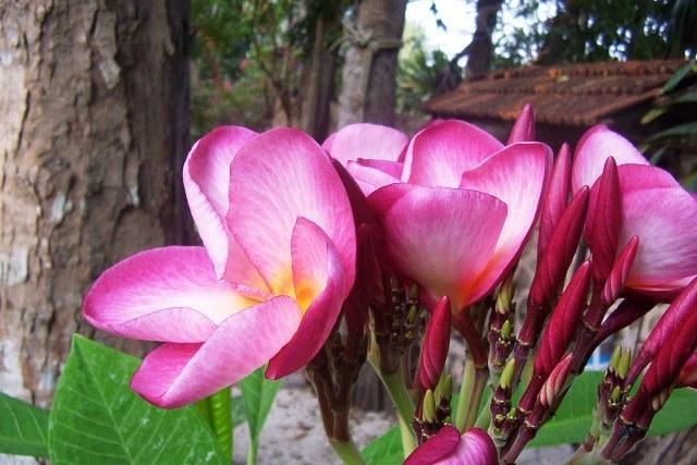 فندق Posada El Jardin Ticul المظهر الخارجي الصورة