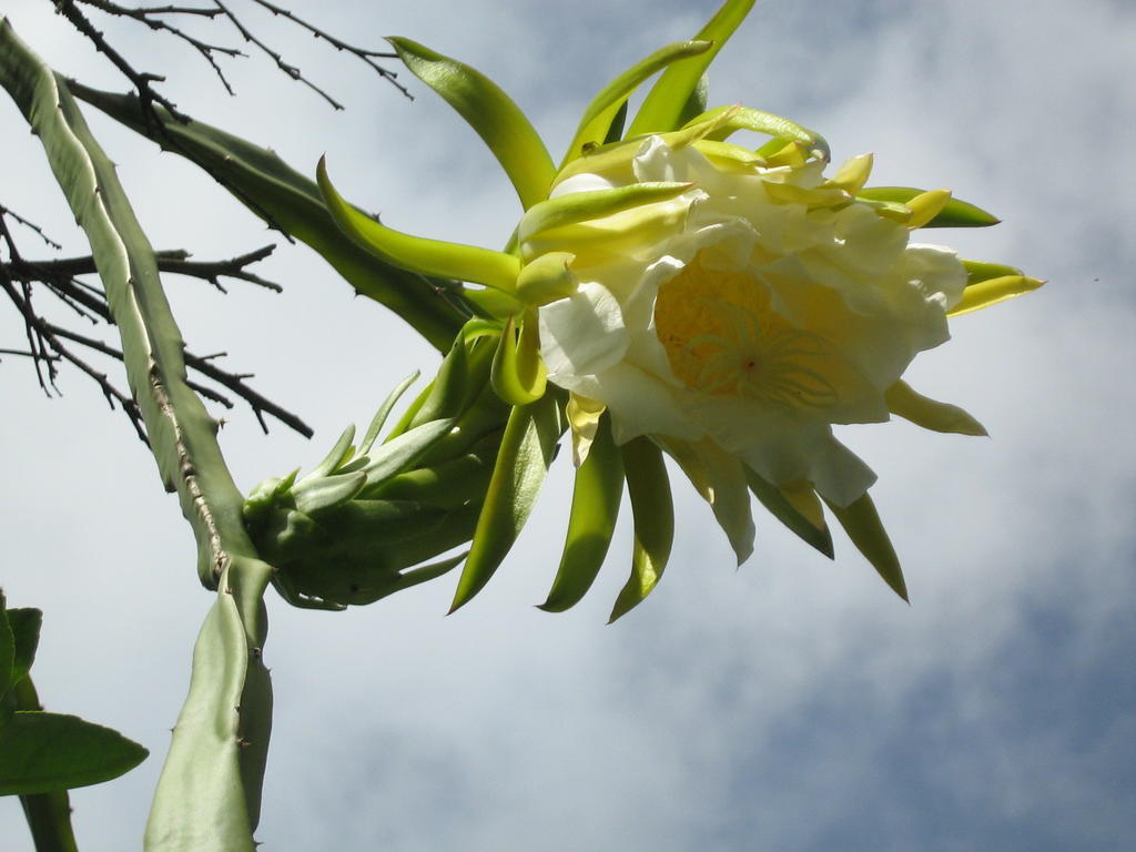 Posada El Jardin Ticul المظهر الخارجي الصورة